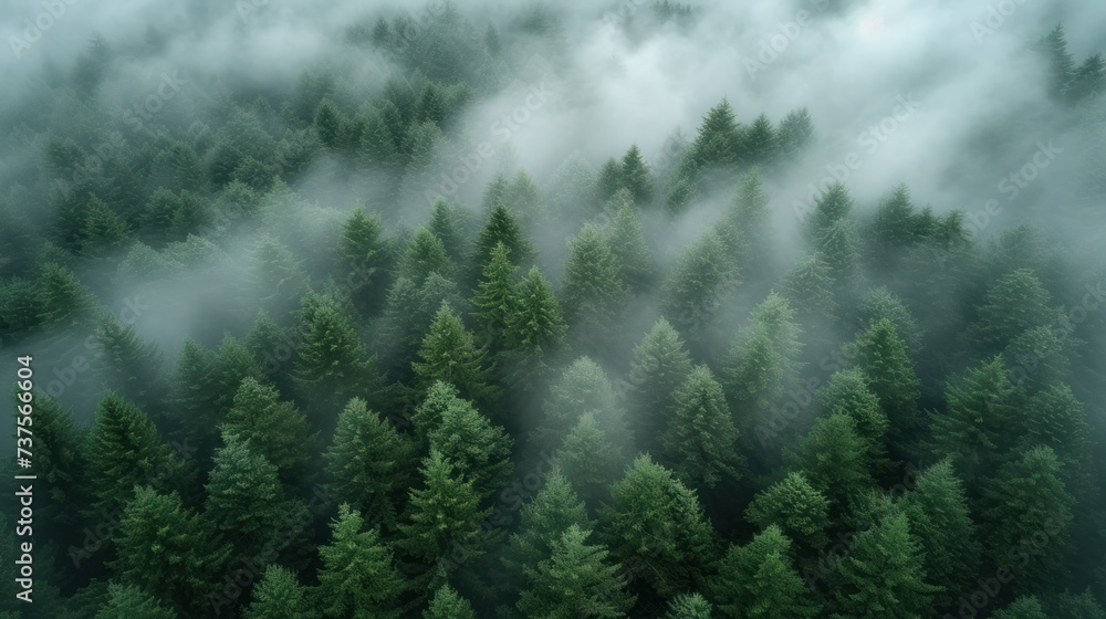a group of trees in the middle of a forest with fog in the air and low lying clouds in the background. a group of trees in the middle of a forest with fog in the air and low lying clouds in the background.