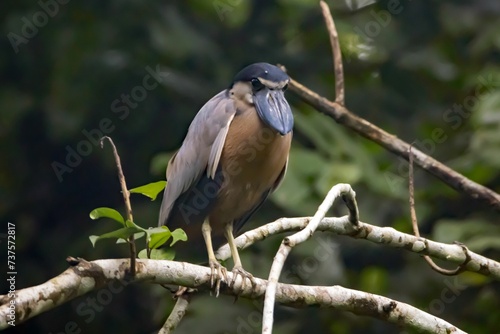 Boat billed heron, Cochlearius cochlearius, in a tree photo