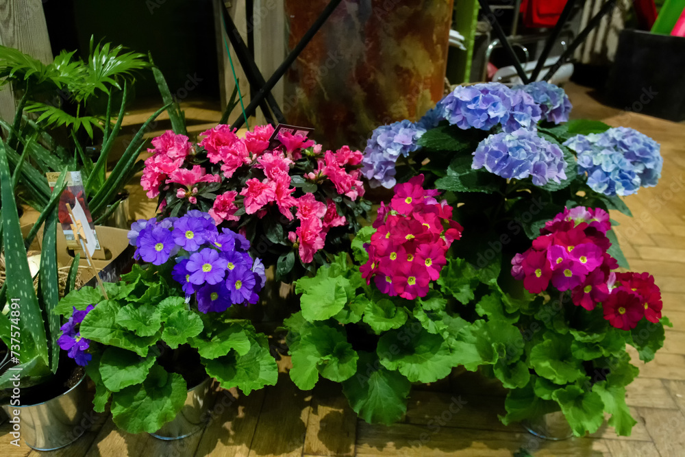 Primula and hydrangea flowers in pots  in winter flower store in Brussels or Paris or Dusseldorf or Amsterdam