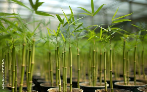 Close up of green bamboo plants,close up
