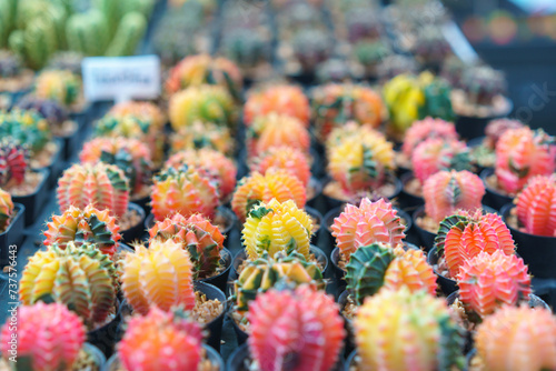 Colorful Grafted Cactus Variety