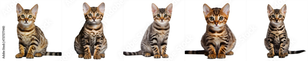 cats collection isolated on transparent background