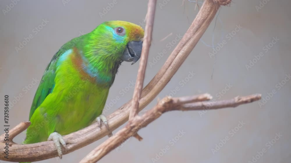 A bird with colorful feathers sat on a twig, its beak ready to chirp. A bird with colorful feathers sat on a twig, its beak ready to chirp.