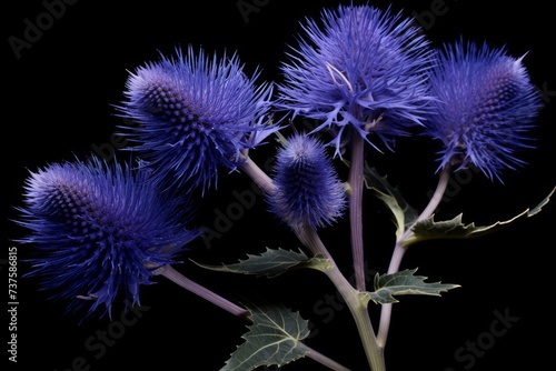 Vibrant Blue Thistle Flowers Isolated on Black Background