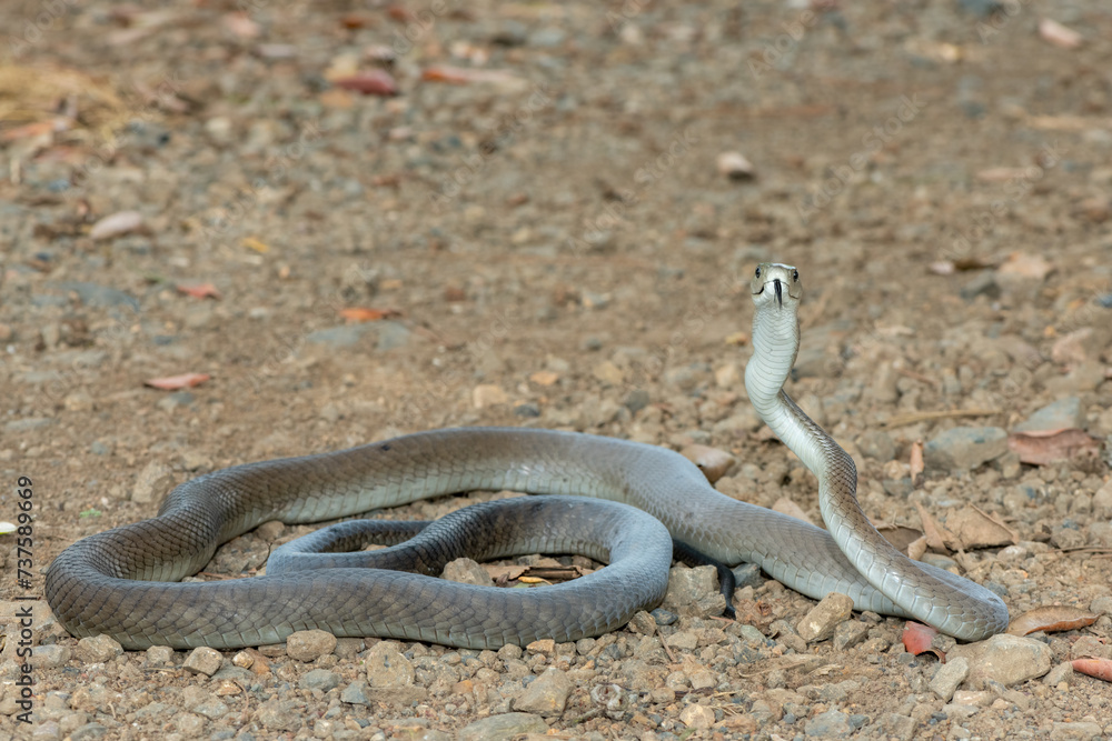 Obraz premium A highly venomous adult black mamba (Dendroaspis polylepis) displaying defensiveness by hooding its neck 