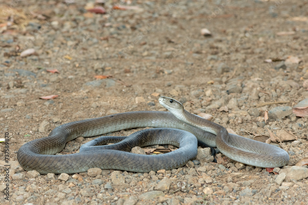 Obraz premium A deadly adult black mamba (Dendroaspis polylepis) in the wild