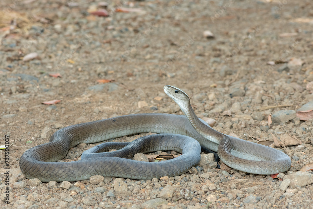 Obraz premium A deadly adult black mamba (Dendroaspis polylepis) in the wild