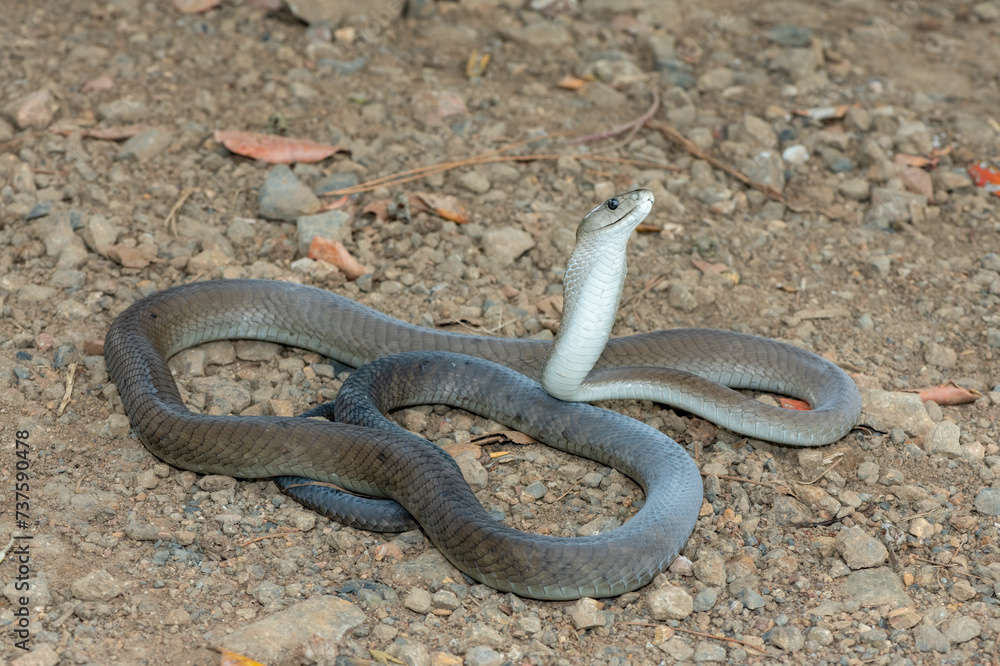 Obraz premium A deadly adult black mamba (Dendroaspis polylepis) in the wild