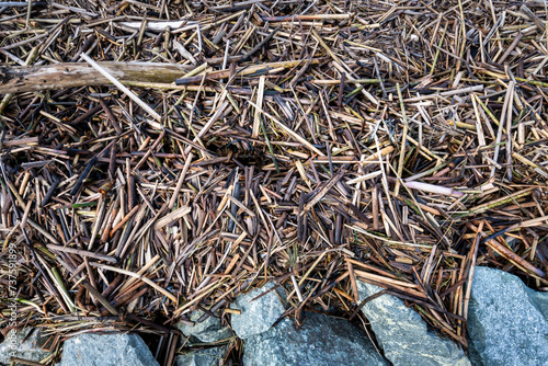 Closeup of pile of wood sticks washed up on shore, as a nature background 