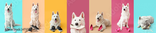 Valokuva Collage of funny naughty dog playing with shoes on color background