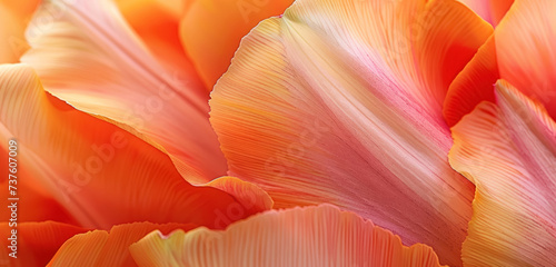 warm orange and blush pink tulip petals in a detailed close up #737607009