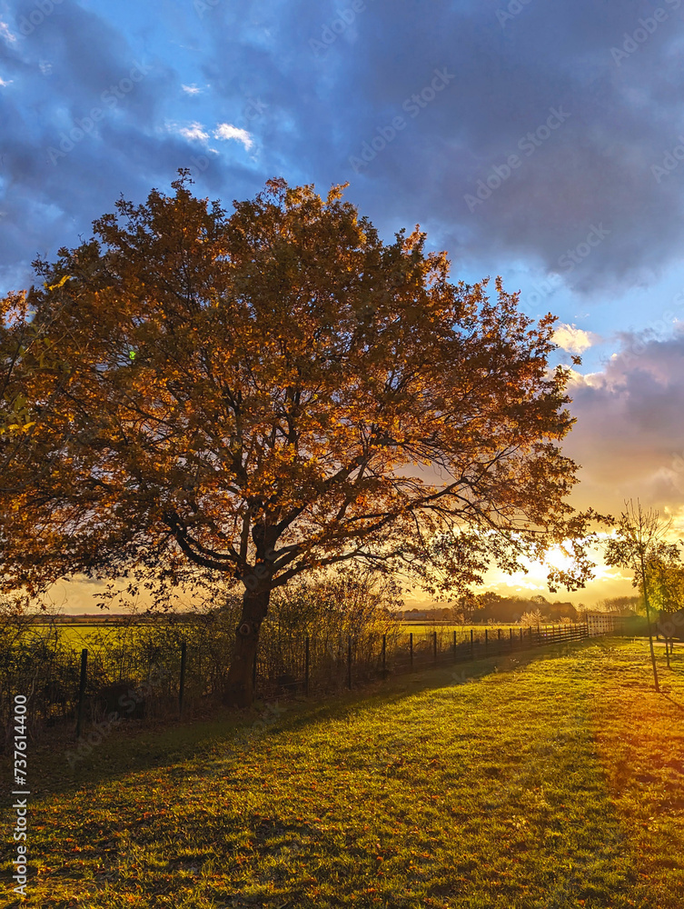 autumn landscape, tree in the sunset rays