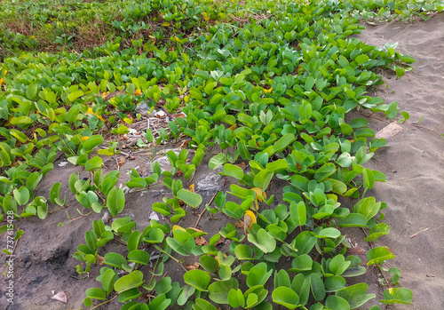 Selective focus. Ipomoea pes caprae or bayhops, beach morning glory or goat's foot, is a common pantropical creeping vine belonging to the family Convolvulaceae.
 photo