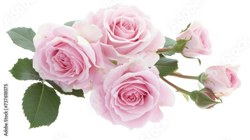 Lush pink roses with green leaves in full bloom  cut out - stock png.