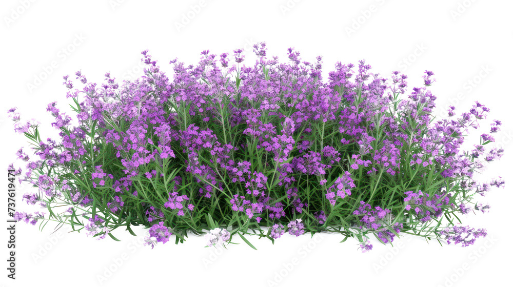 Aromatic purple lavender bush in full bloom, cut out - stock png. Aromatic purple lavender bush in full bloom, cut out - stock png.