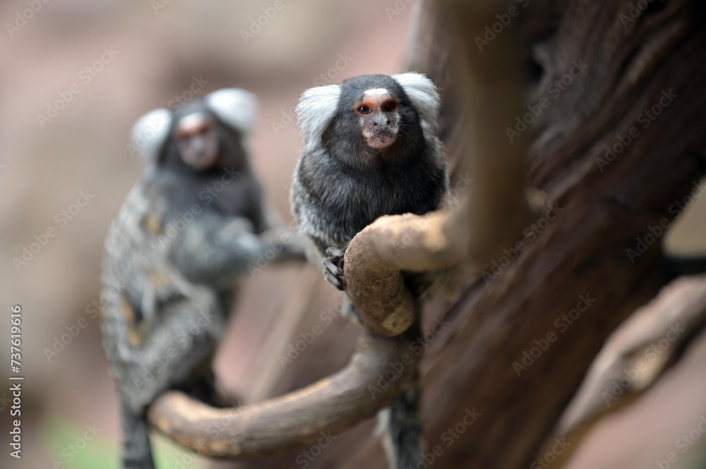 Naklejka premium Two Common Marmoset on tree branch