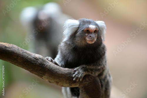 Two Common Marmoset on tree branch