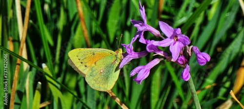 butterfly on a flower