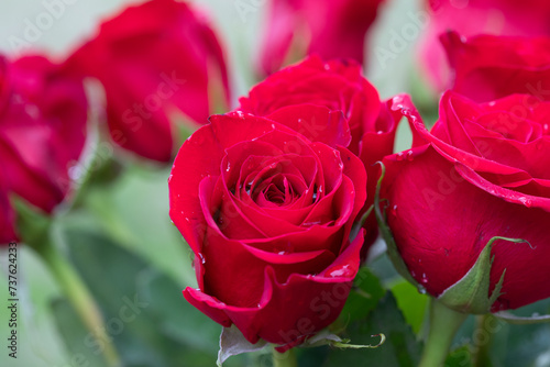Fresh red roses with water droplets on the petals