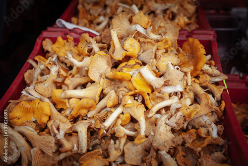 Selective blur on chanterelle muschrooms, for sale on a stand of a farmers market in Riga, Latvia.Cantharellus, Craterellus, Gomphus, and Polyozellus, or chanterelles, are famous in gastronomy. photo