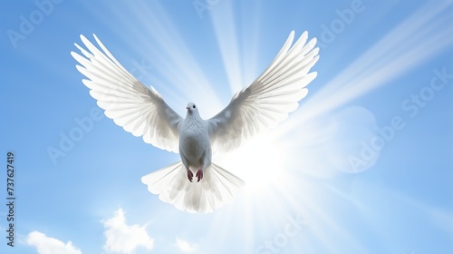 White dove flying .Dove in the air with wings wide open in the bright blue sky