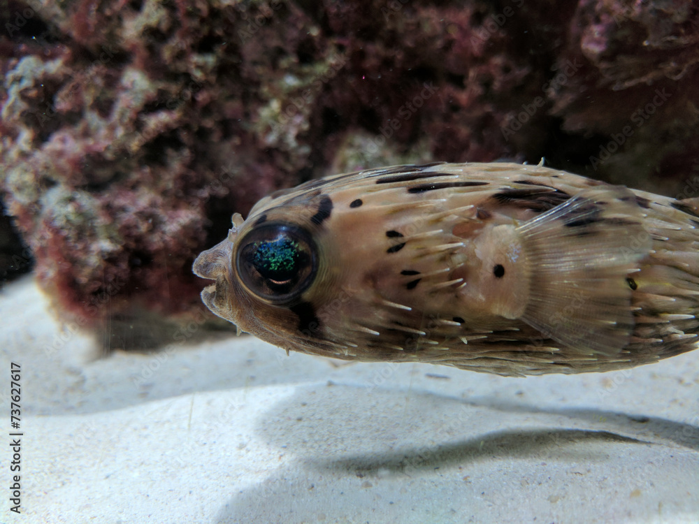 Obraz premium fish in aquarium