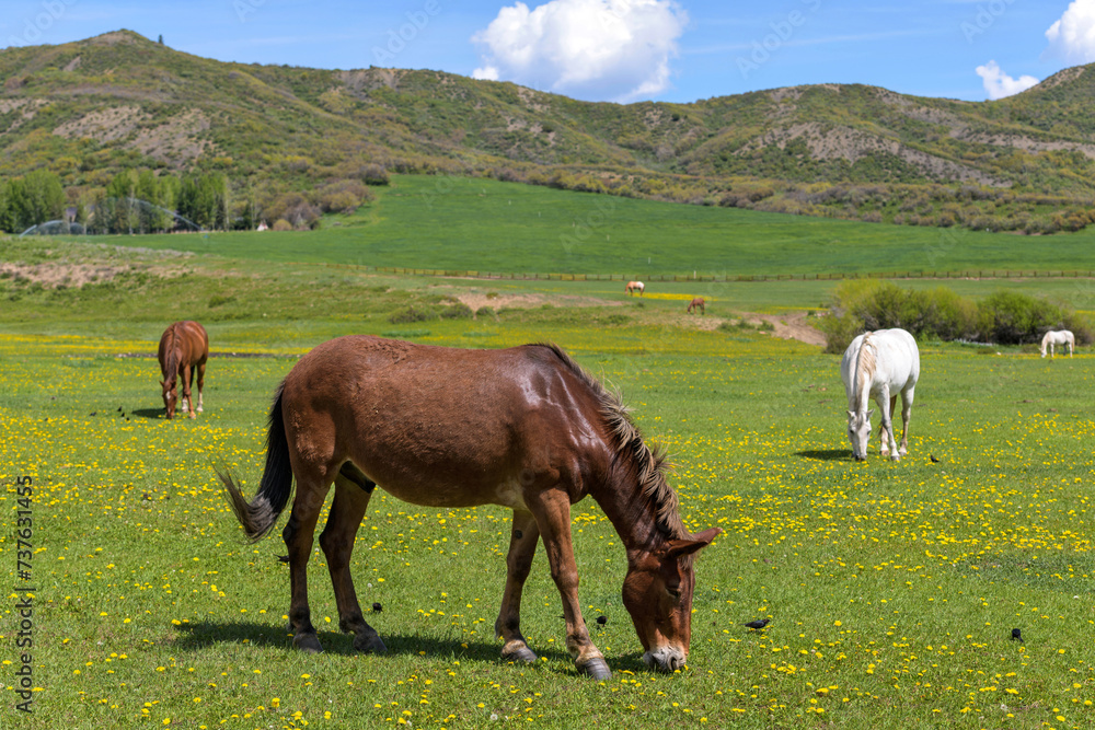 Fototapeta premium Spring Mountain Ranch - Beautiful horses grazing at a flowering meadow in a mountain ranch on a sunny Spring morning. Aspen-Snowmass, Colorado, USA.