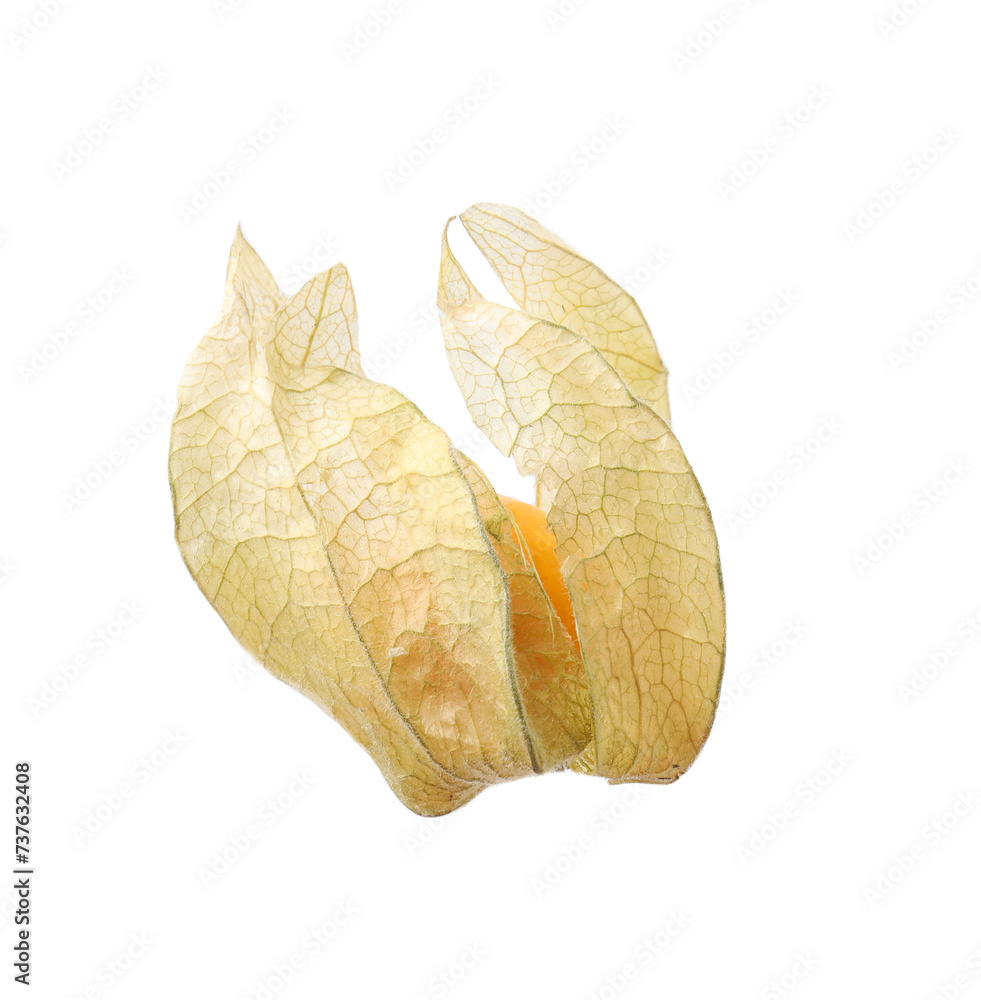 Ripe physalis fruit with calyx isolated on white Ripe physalis fruit with calyx isolated on white