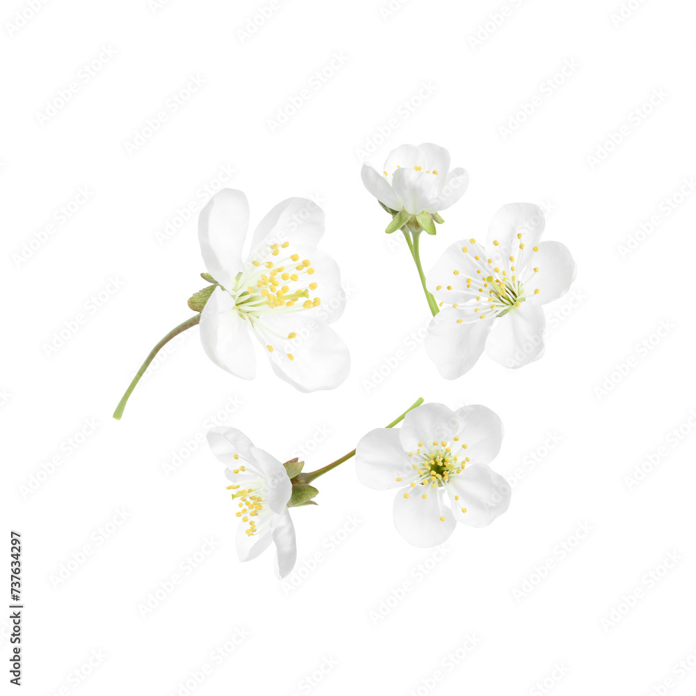 Obraz premium Beautiful spring tree blossoms falling on white background
