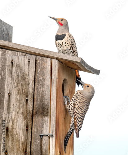 Northern Flickers in action around a nesting box. photo