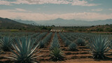 Mexican Agave Farm