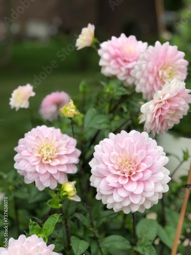 Light Pink Dahlia Flowers © Kelsey Fox