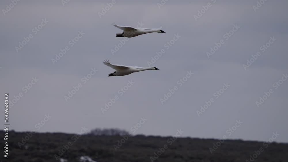 Pair of Swans flying through the sky during winter in Idaho. Pair of Swans flying through the sky during winter in Idaho.