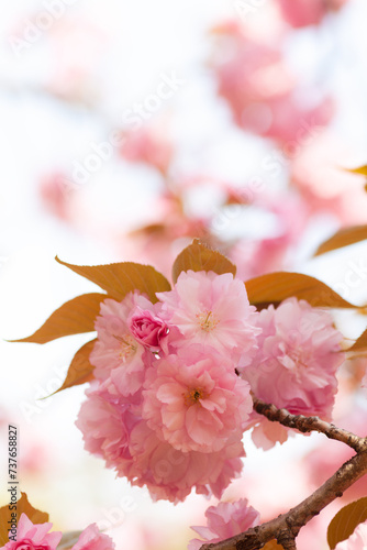 八重桜のクローズアップ