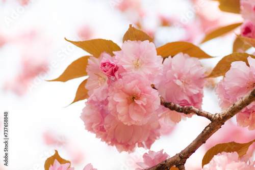 八重桜のクローズアップ