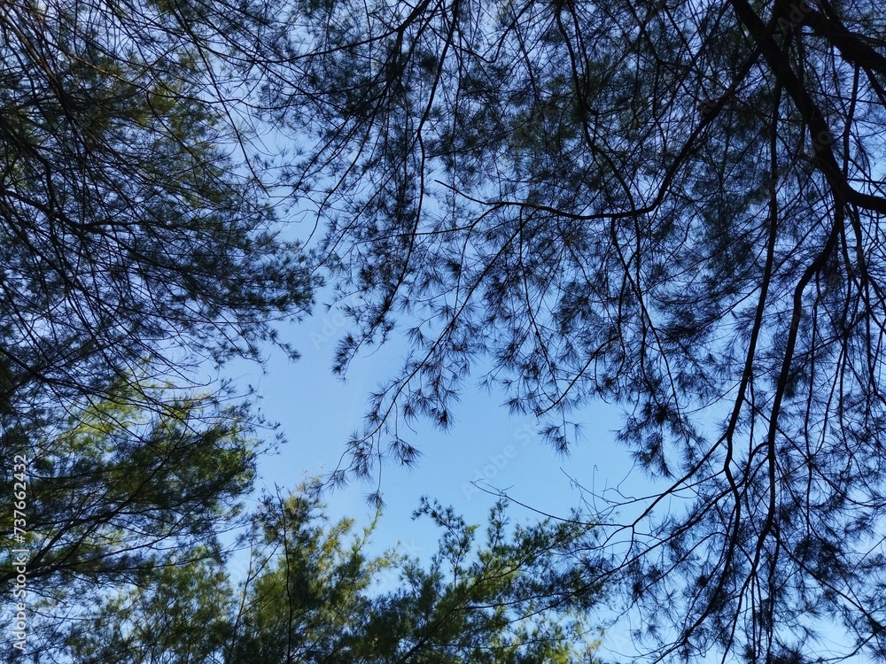 Fototapeta premium Pine trees on the beach