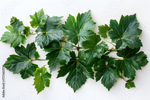 Wild grape vine leaves with green colors isolated on white background - high resolution. Suitable for botanical and nature-related projects. photo