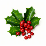Holly berry leaves christmas decoration color