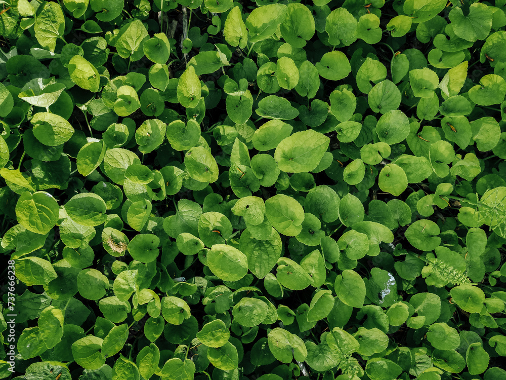 Green spring grass covered the ground with a carpet. Natural background close up, copy space. Leaf texture top view. Green spring grass covered the ground with a carpet. Natural background close up, copy space. Leaf texture top view.