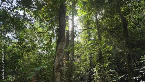 Bamboo forest in Thailand is fertile.
