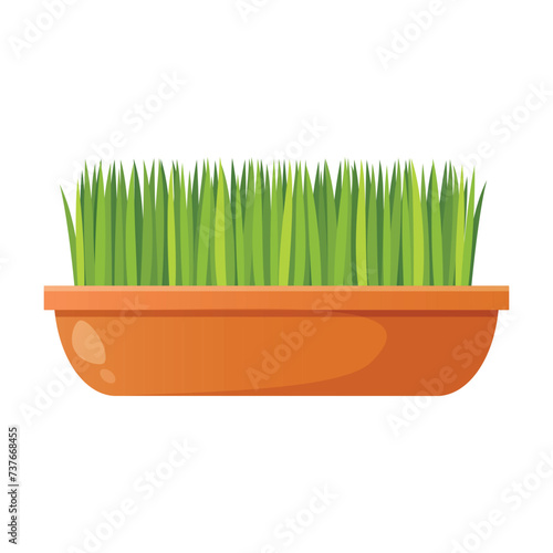 Fresh organic sprouted seeds in pot.