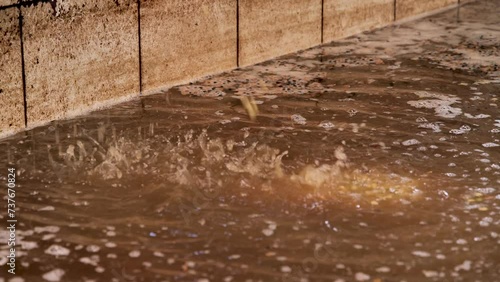 Wallpaper Mural Wash coffee green bean after peeled coffee. Torontodigital.ca