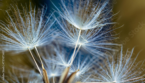 Macro shot of detailed blue pappus of dandelion flower seeds in natural environment