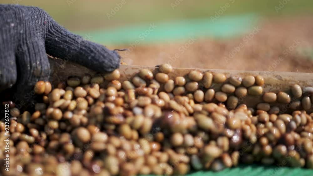 Drying coffee beans in the sun. Slow motion shot. Drying coffee beans in the sun. Slow motion shot.
