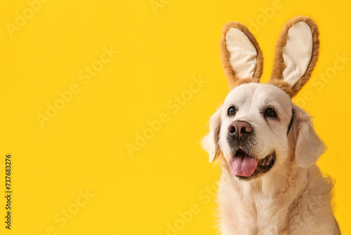 Cute Labrador dog in bunny ears on yellow background, closeup. Easter celebration
