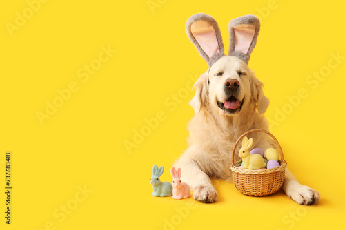 Cute Labrador dog in bunny ears with Easter eggs and toy rabbits lying on yellow background photo
