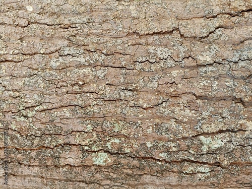 bark of a tree natural texture 