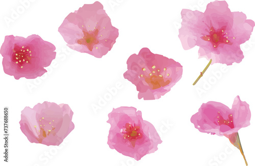 Wallpaper Mural 手描き風の桜イラストセット
 Torontodigital.ca