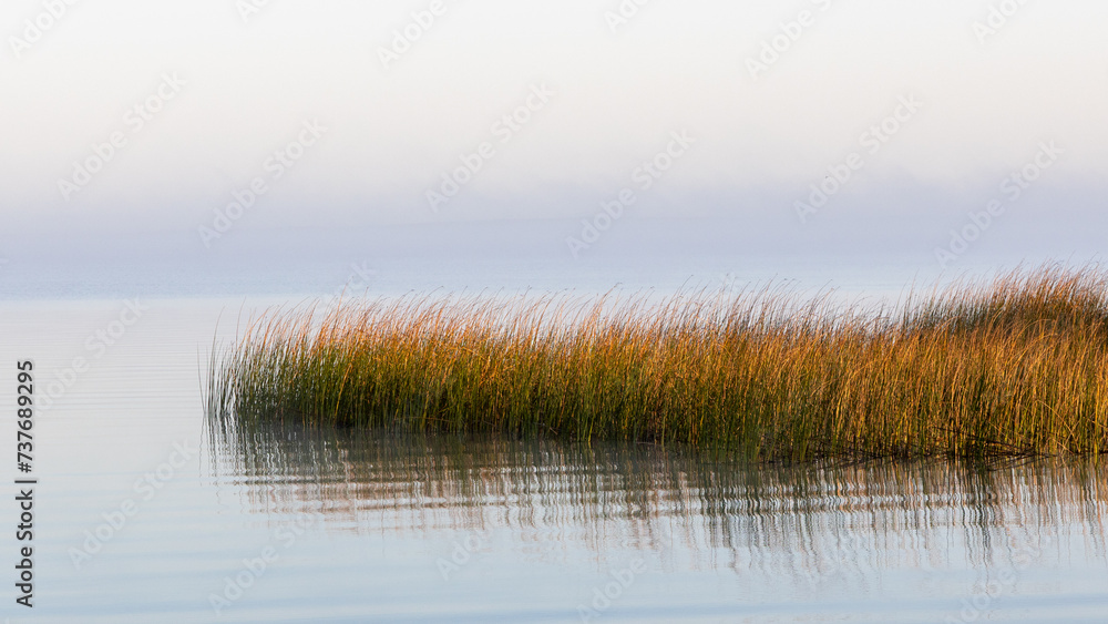 Reeds reflecting on a very calm morning on the Coorong at Meningie South Australia on October 2nd 2023