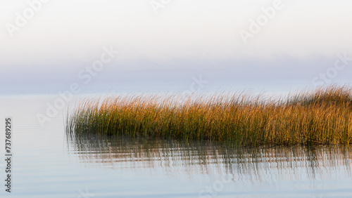 Obraz na płótnie Reeds reflecting on a very calm morning on the Coorong at Meningie South Australia on October 2nd 2023 w salonie